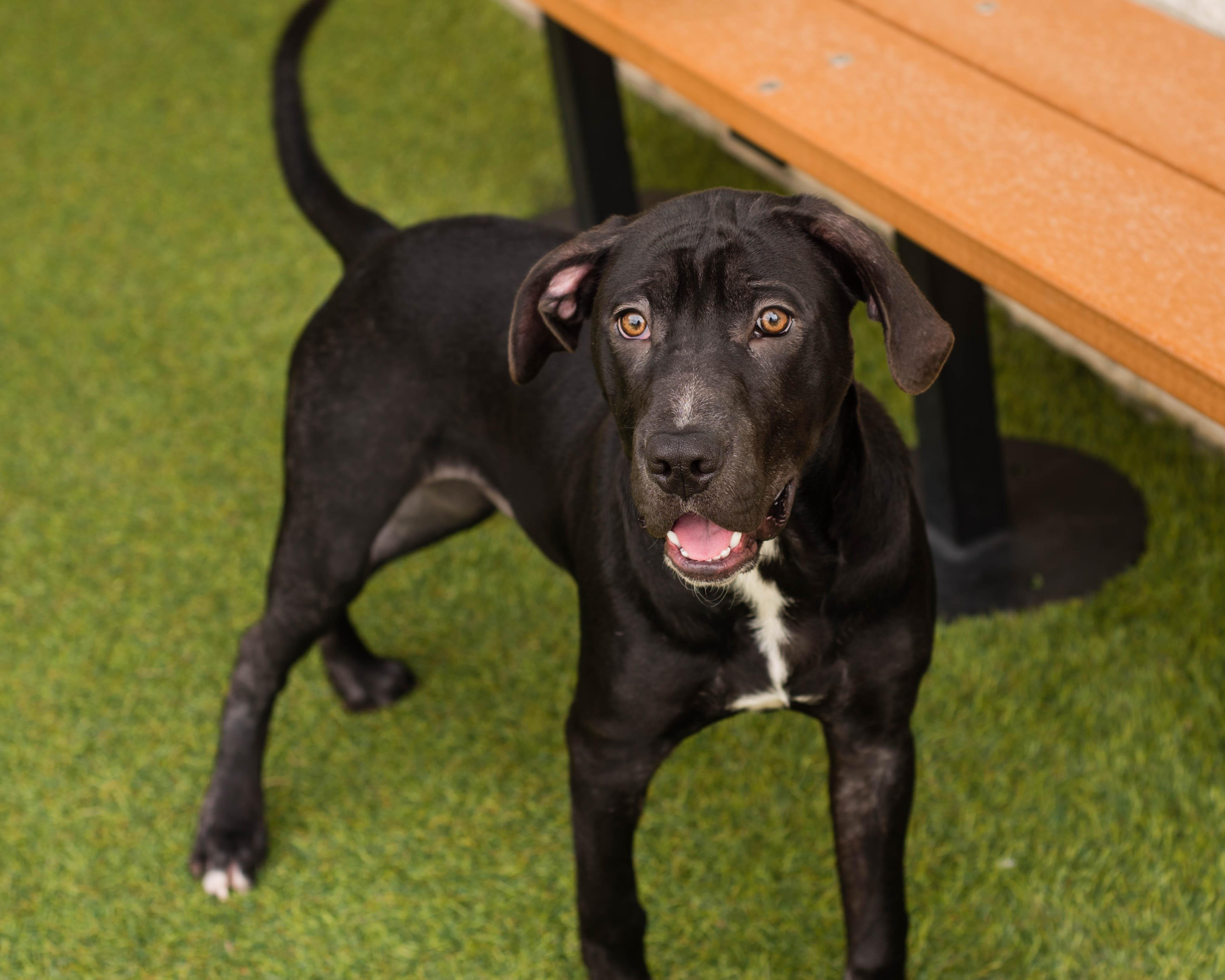 Enlarge Vader, a Adopted mixed breed in Mont Belvieu, TX image 2/2