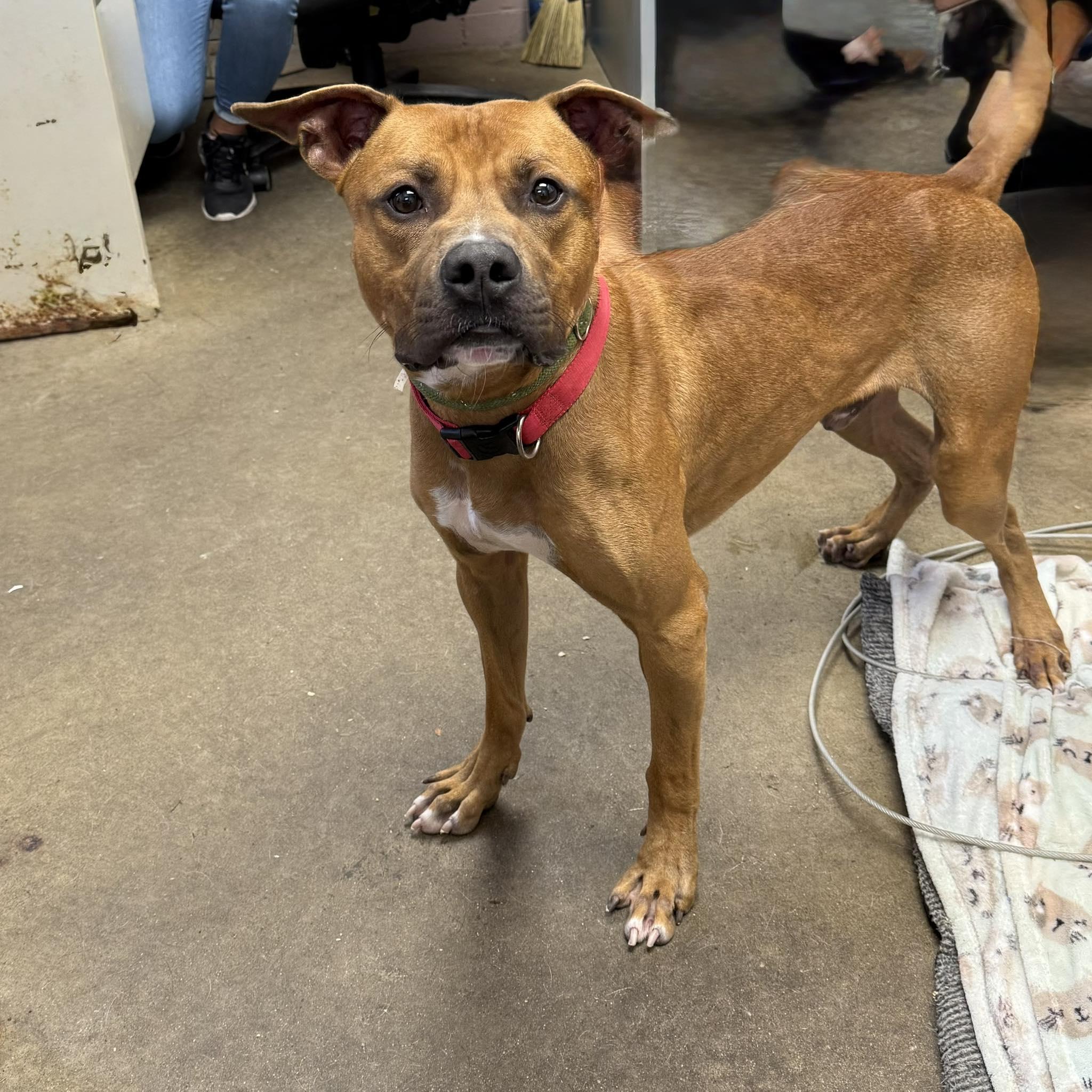 Enlarge SCRAPPY, a ADOPTABLE mixed breed in Cadiz, OH image 4/4