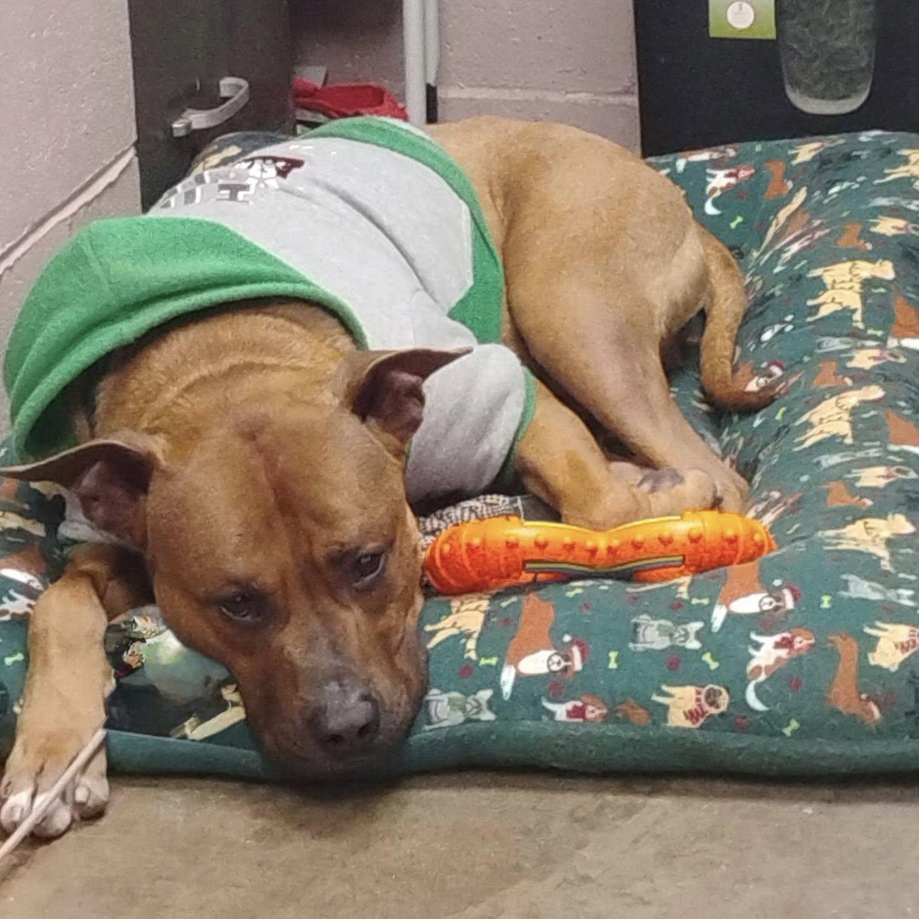 Enlarge SCRAPPY, a ADOPTABLE mixed breed in Cadiz, OH image 2/4