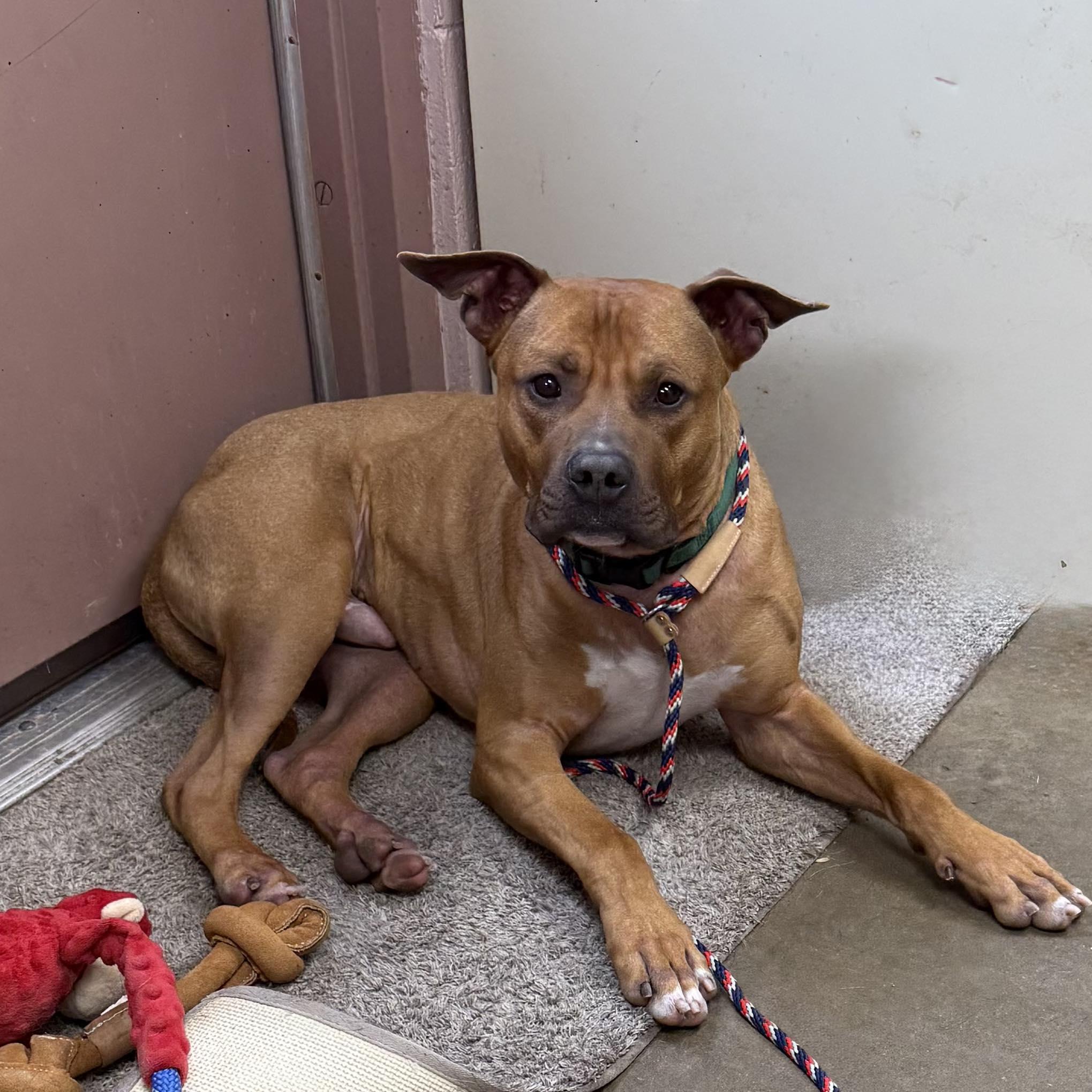 SCRAPPY, ADOPTABLE, Adult Male Pit Bull Terrier & Rottweiler.