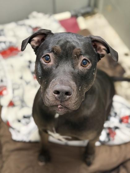 Magic, a Adoptable mixed breed in Sacramento, CA image 3/5