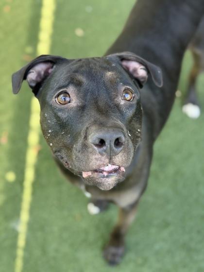 Magic, a Adoptable mixed breed in Sacramento, CA image 5/5