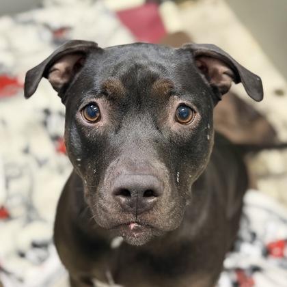 Magic, a Adoptable mixed breed in Sacramento, CA image 2/5