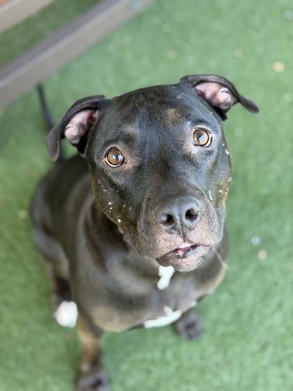 Magic, a Adoptable mixed breed in Sacramento, CA image 4/5