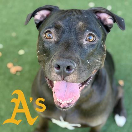 Magic, a Adoptable mixed breed in Sacramento, CA image 1/5
