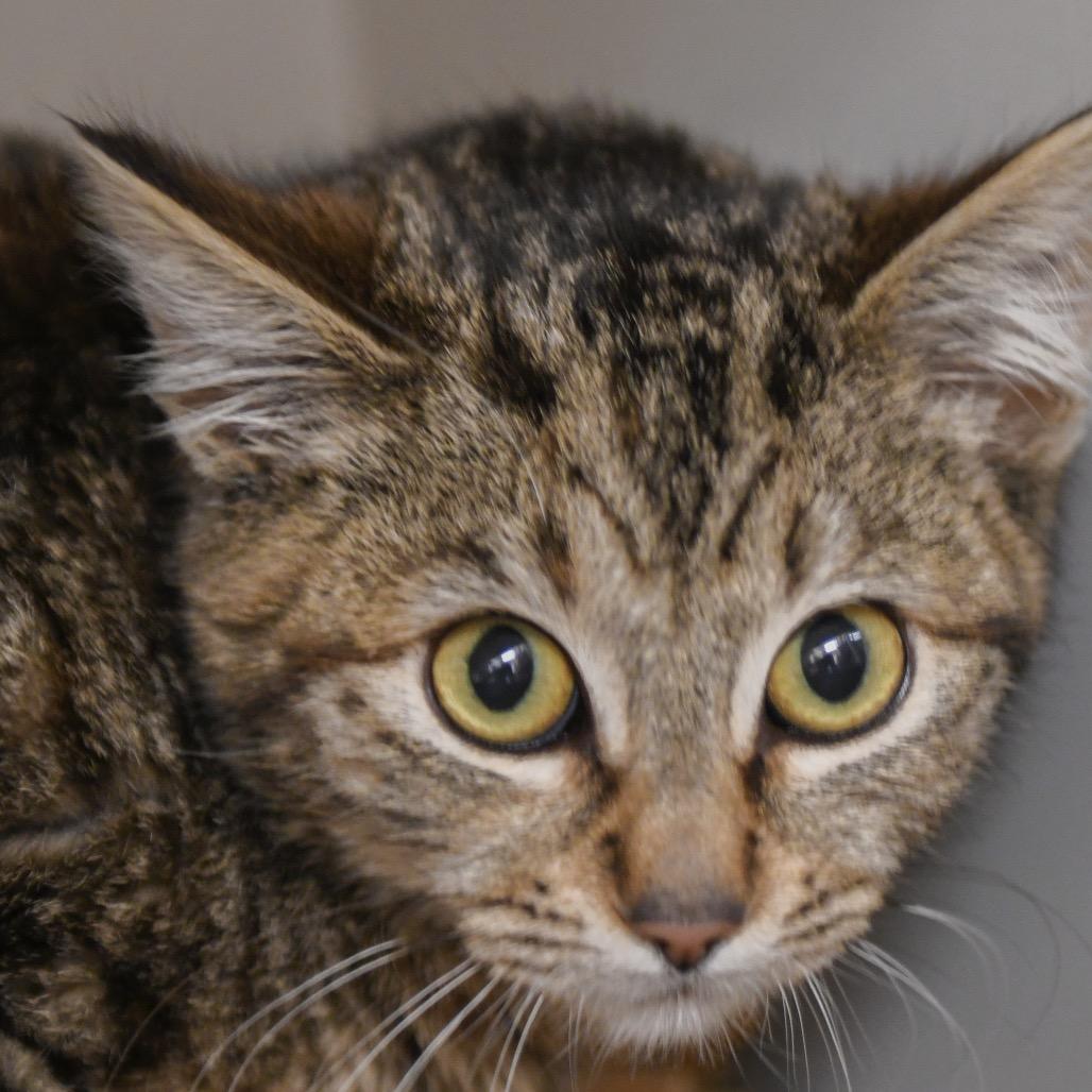 Enlarge Athena, a Adoptable Domestic Short Hair in Redwood City, CA image 1/1