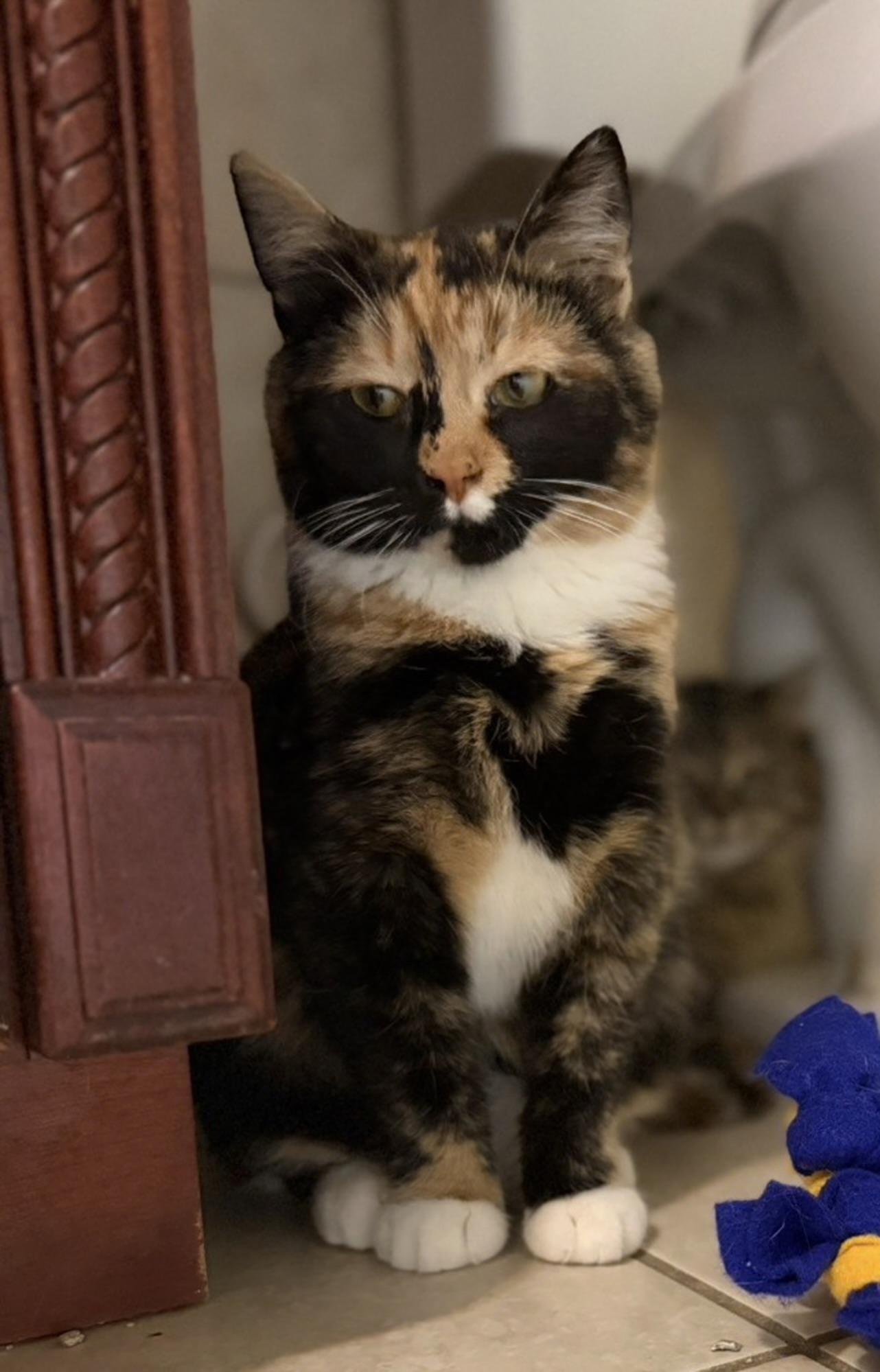 Enlarge Picasso, an adopted Domestic Short Hair in Elwood, IL image 4/6