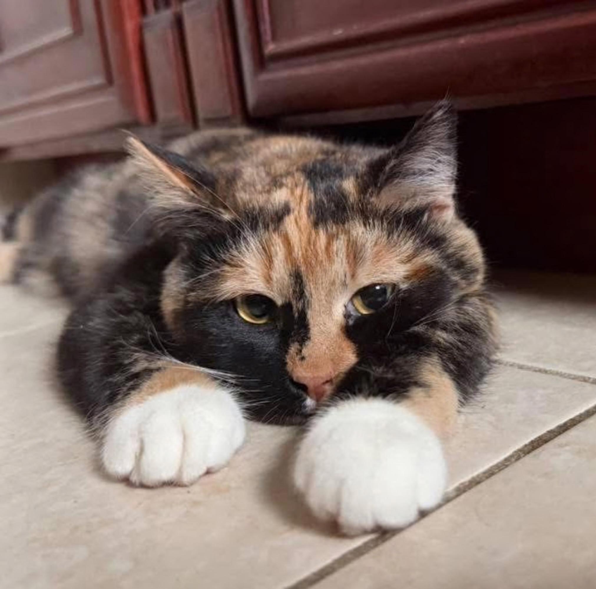 Picasso, ADOPTABLE, Kitten Female Domestic Short Hair.