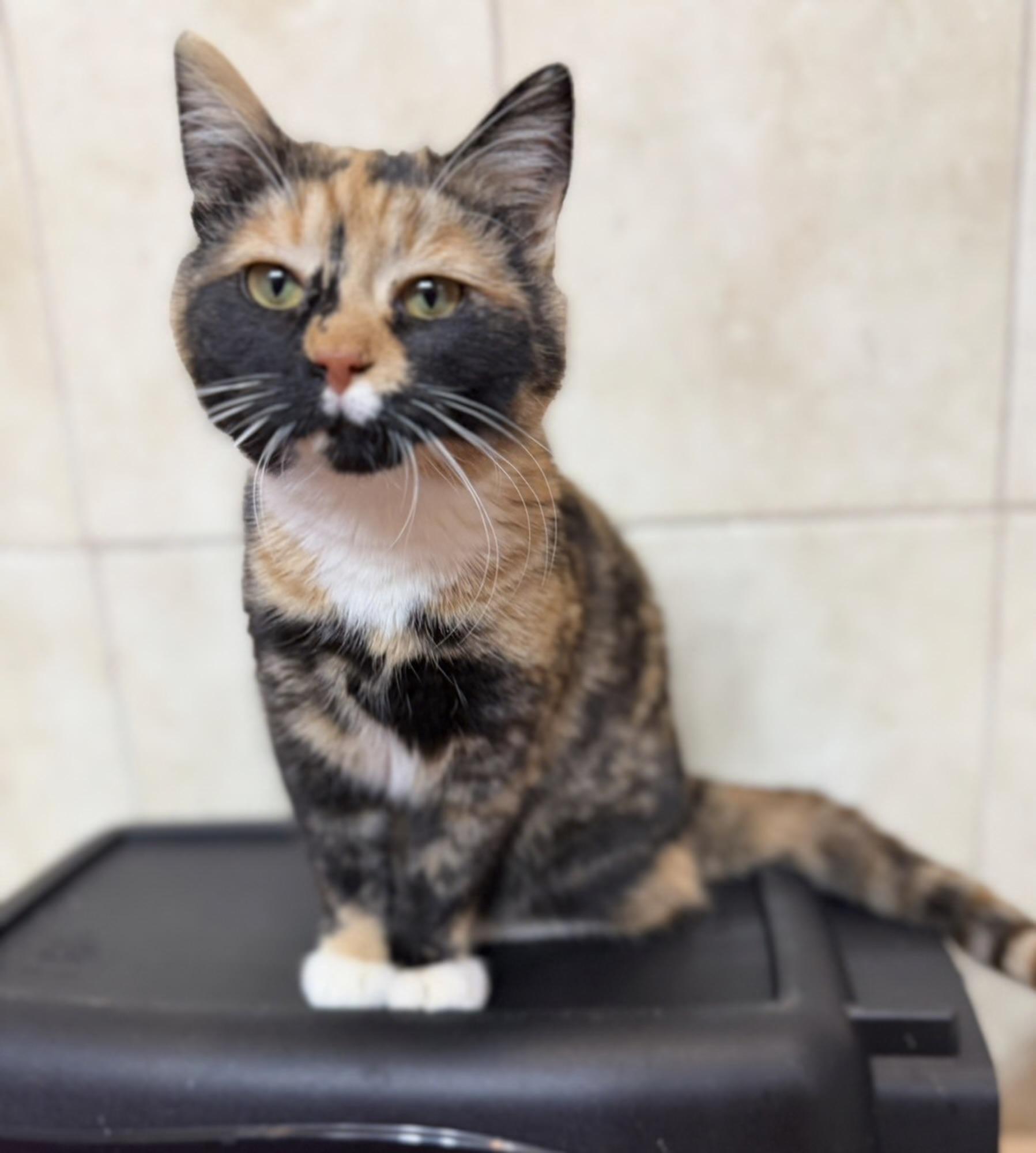 Enlarge Picasso, an adopted Domestic Short Hair in Elwood, IL image 3/6