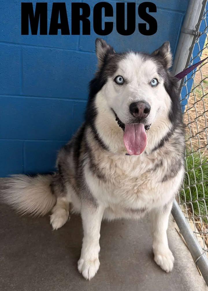 Enlarge Marcus , a ADOPTABLE mixed breed in Snow Hill, NC image 1/1