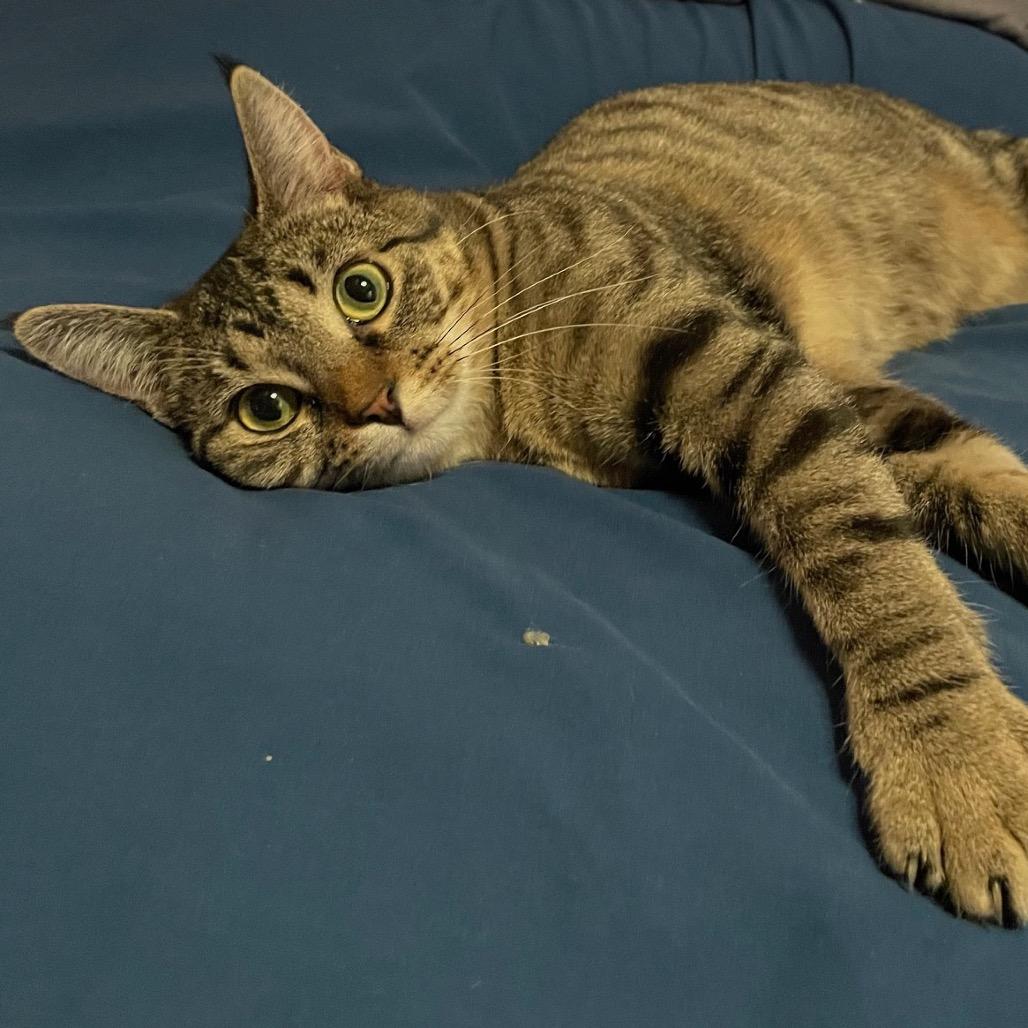 Poppy — thumbnail 2