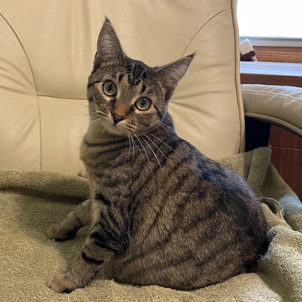 Poppy — thumbnail 4