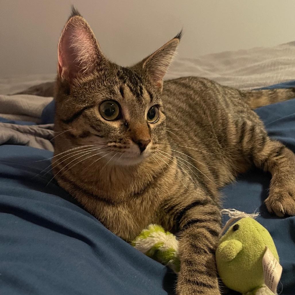 Poppy — thumbnail 5