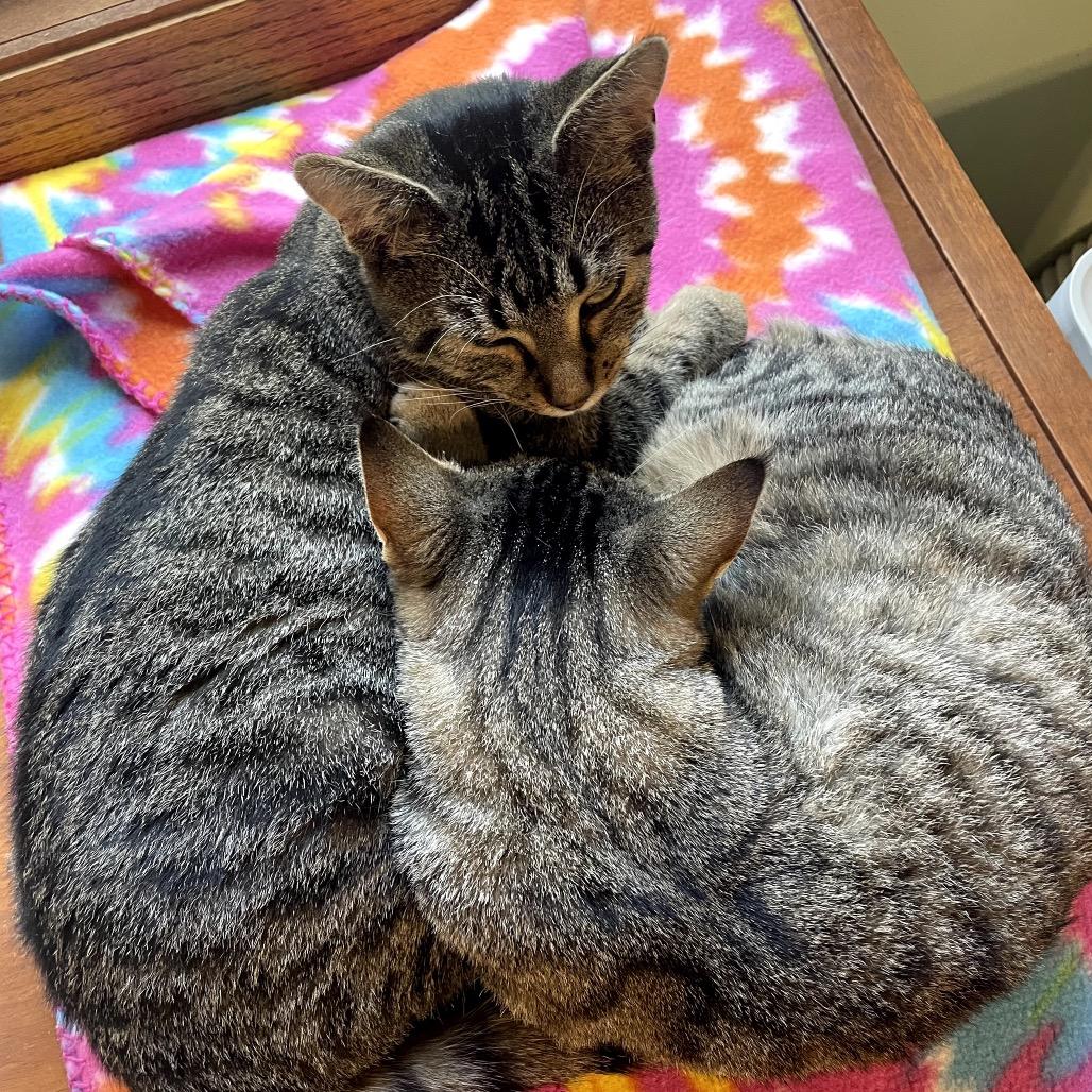 Poppy — thumbnail 6