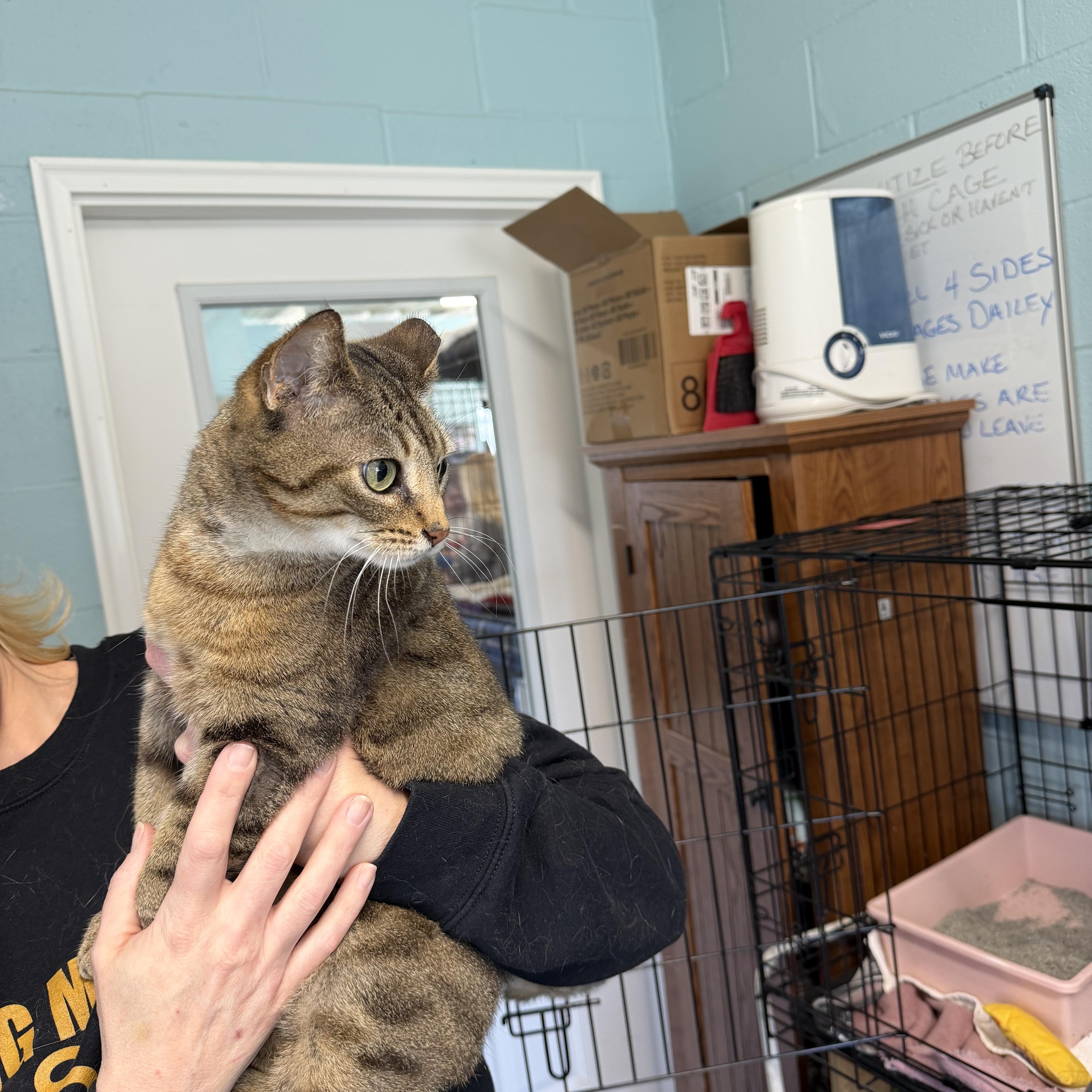 Enlarge Janie, an adopted Domestic Short Hair in Warren, OH image 3/4