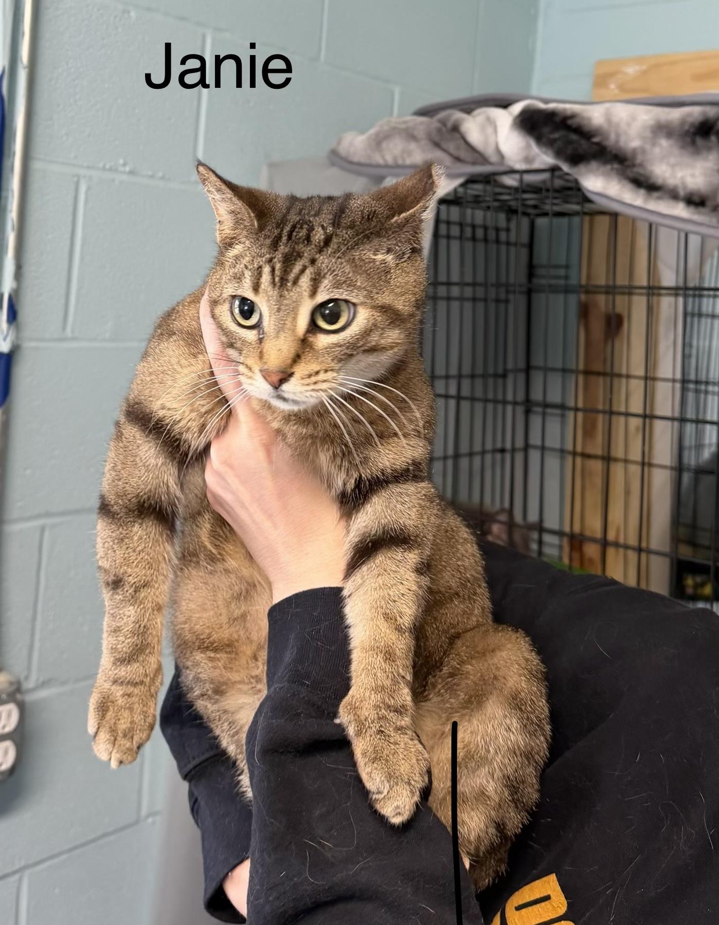 Enlarge Janie, an adopted Domestic Short Hair in Warren, OH image 1/4