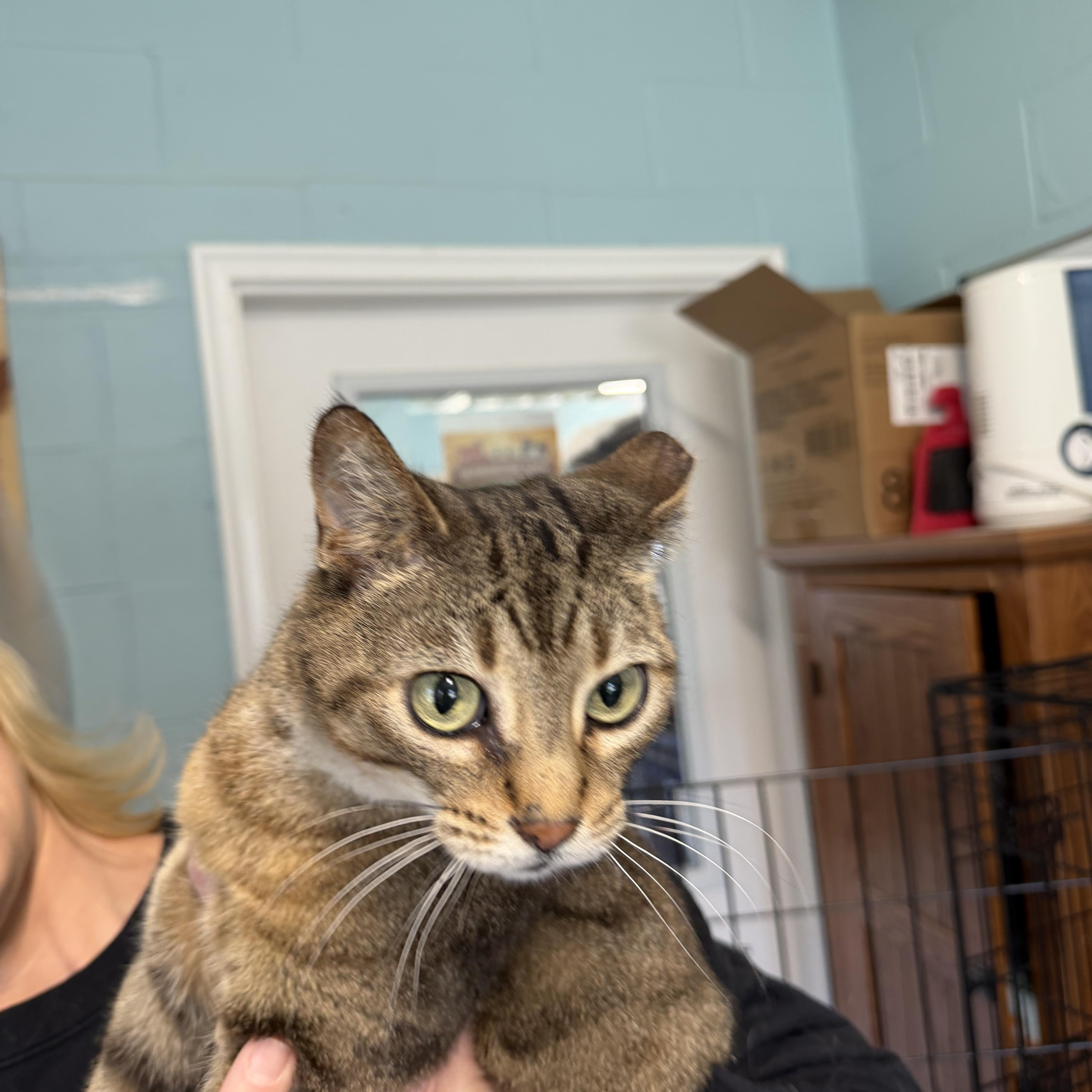 Enlarge Janie, an adopted Domestic Short Hair in Warren, OH image 4/4