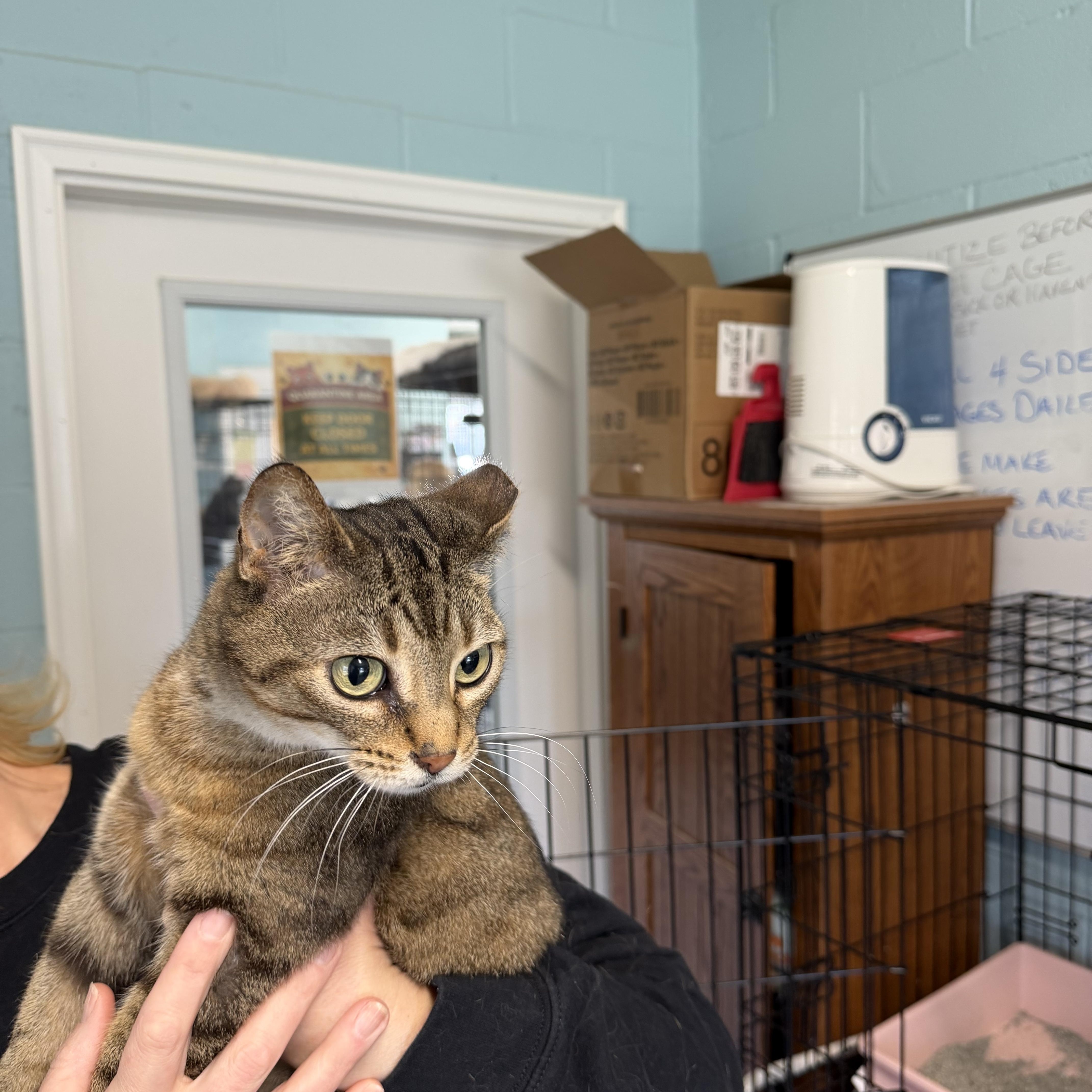 Enlarge Janie, an adopted Domestic Short Hair in Warren, OH image 2/4
