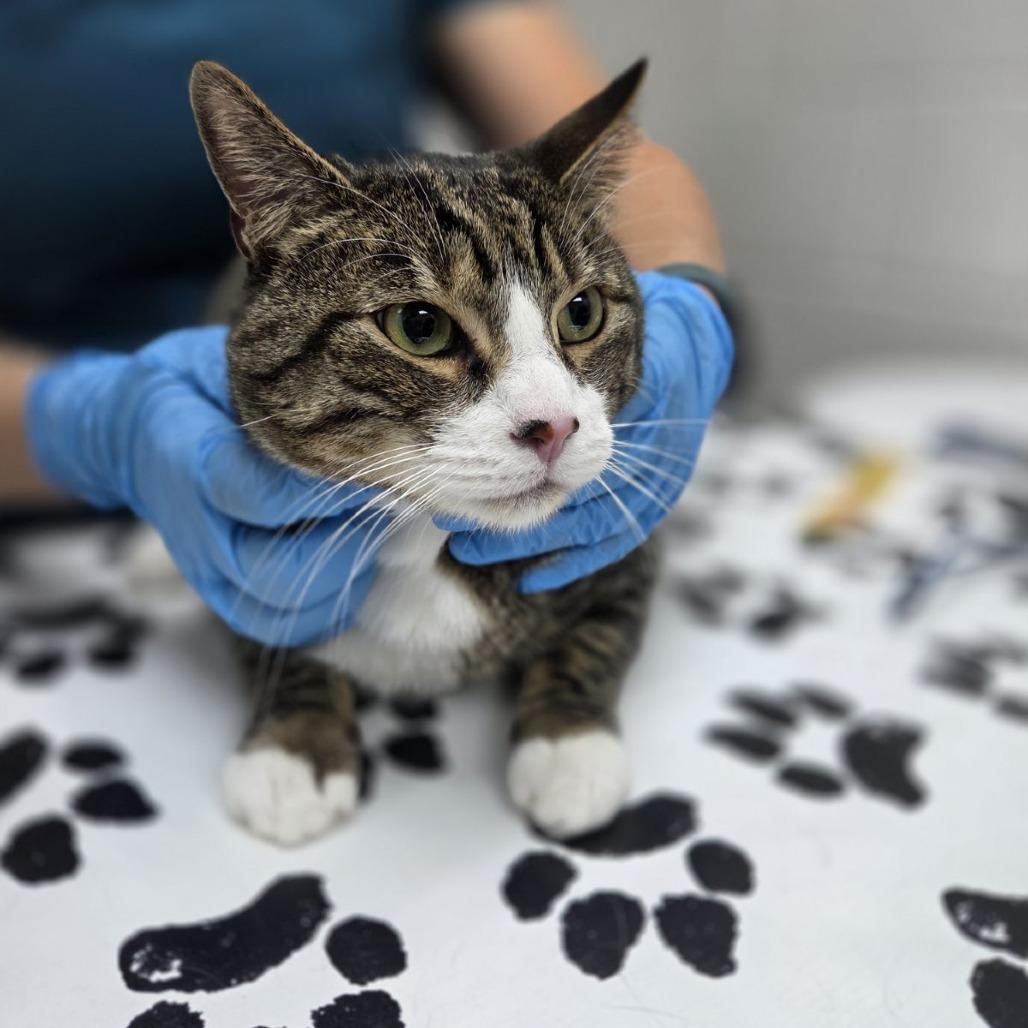 Enlarge Pear, a Adoptable Domestic Short Hair in Incline Village, NV image 1/6