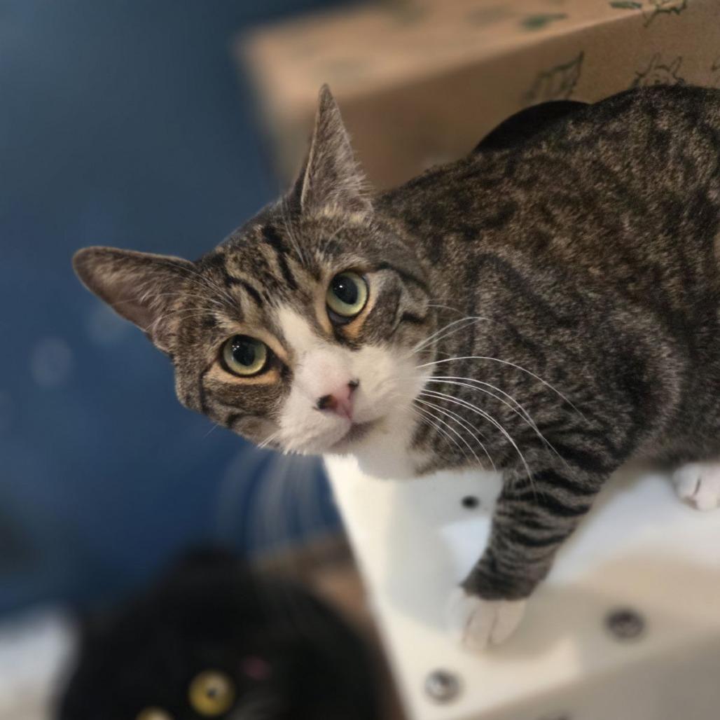 Enlarge Pear, a Adoptable Domestic Short Hair in Incline Village, NV image 2/6