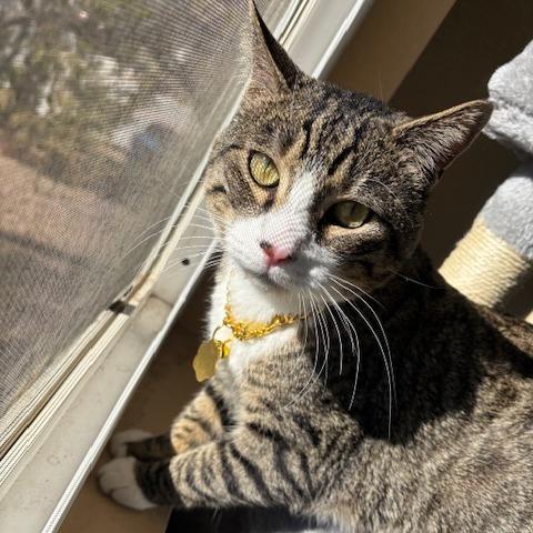 Enlarge Pear, a Adoptable Domestic Short Hair in Incline Village, NV image 3/6