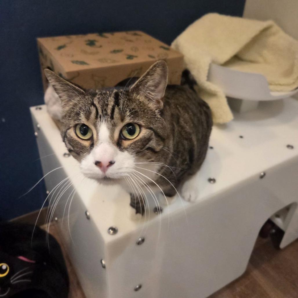 Enlarge Pear, a Adoptable Domestic Short Hair in Incline Village, NV image 4/6
