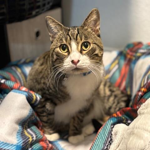 Enlarge Pear, a Adoptable Domestic Short Hair in Incline Village, NV image 5/6