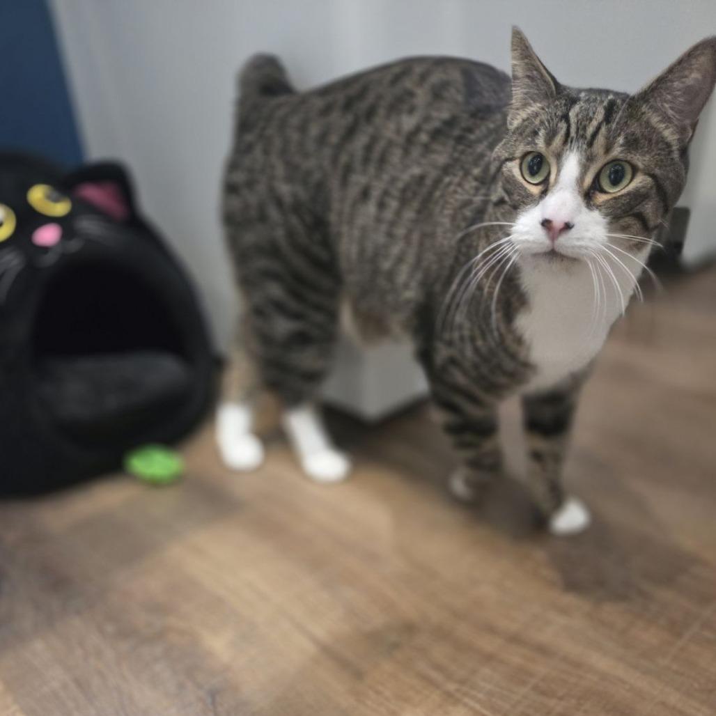 Enlarge Pear, a Adoptable Domestic Short Hair in Incline Village, NV image 6/6