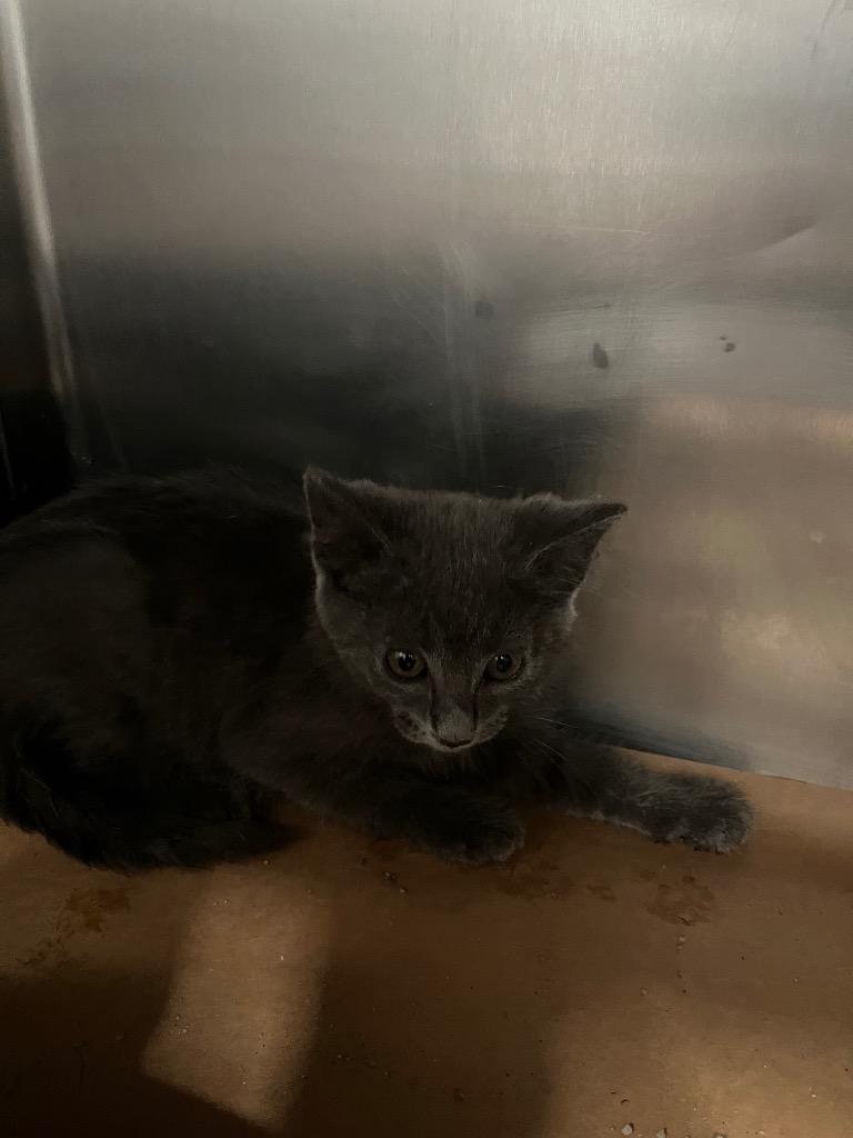 Enlarge Slime, a Adoptable mixed breed in Cartersville , GA image 1/1