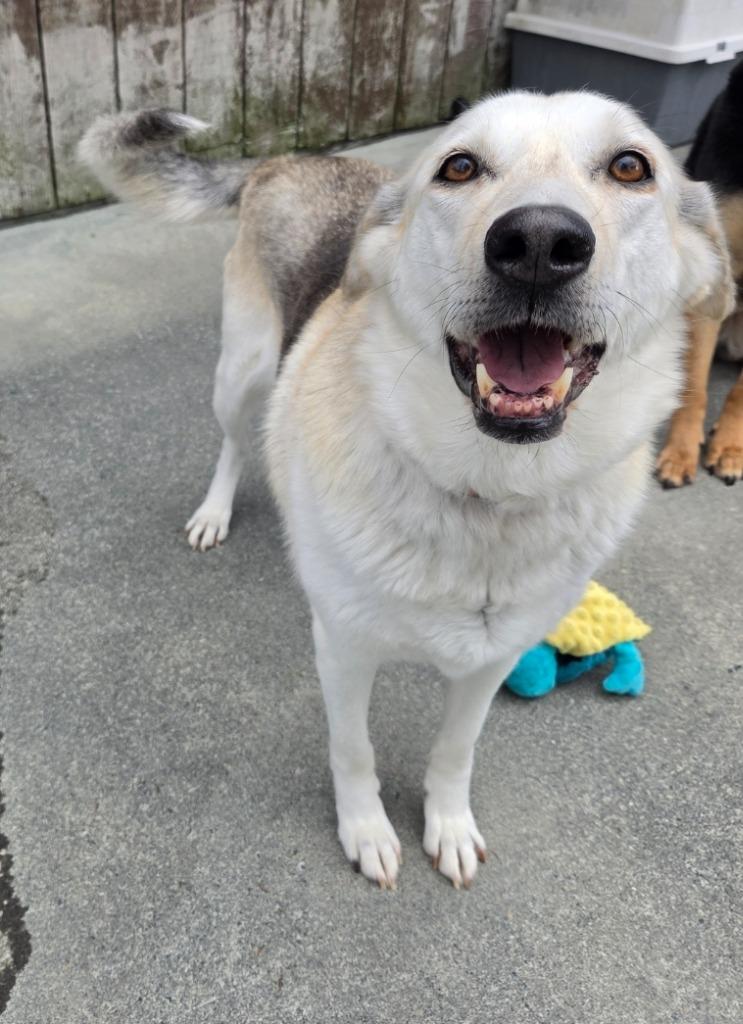 Rory, Adoptable, Adult Female Husky & Labrador Retriever.