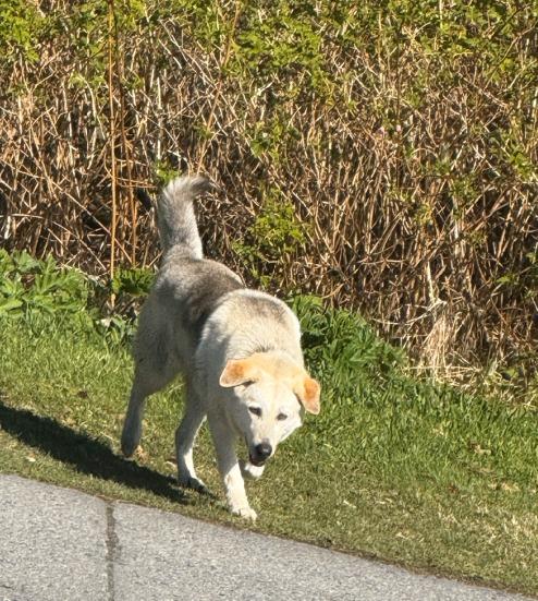 Enlarge Rory, a Adoptable mixed breed in Kodiak, AK image 2/3