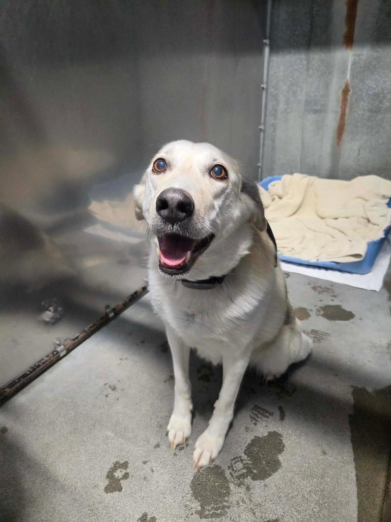 Enlarge Rory, a Adoptable mixed breed in Kodiak, AK image 3/3
