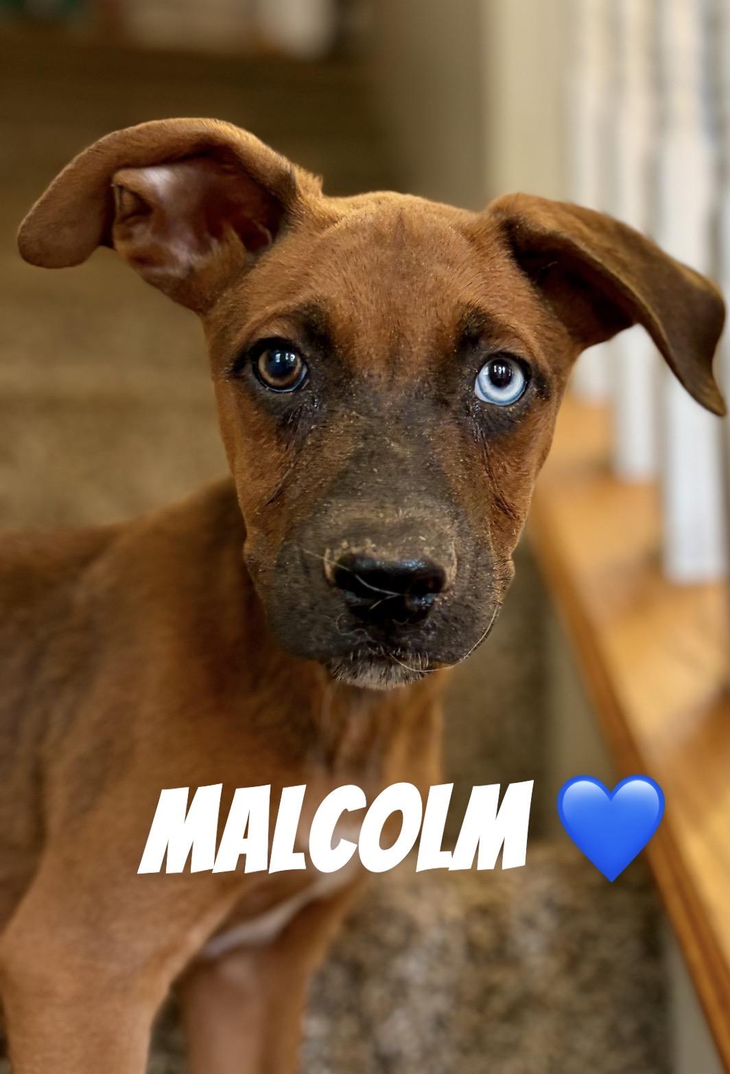 Malcolm, Adoptable, Puppy Male German Shepherd Dog & Belgian Shepherd / Malinois.