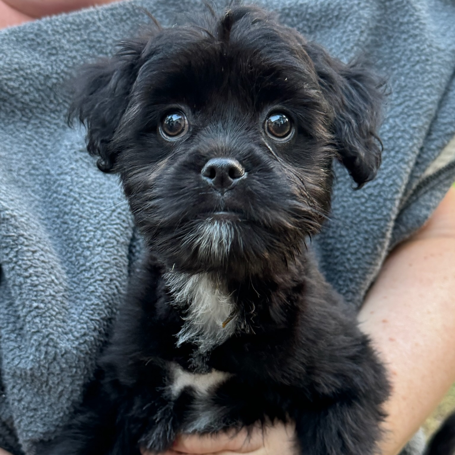 Enlarge Raven, a Adopted mixed breed in Alexandria , VA image 4/4