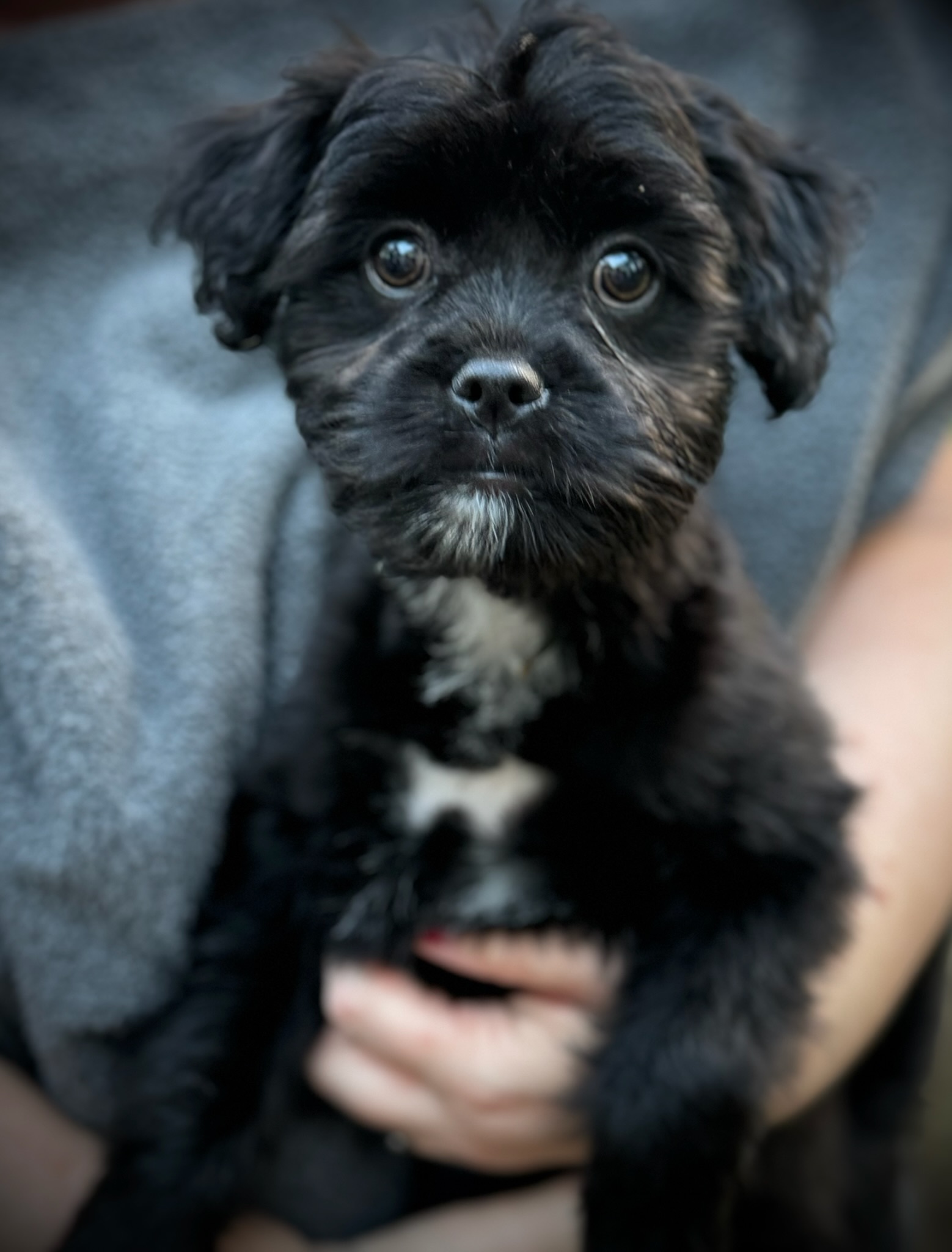 Enlarge Raven, a Adopted mixed breed in Alexandria , VA image 1/4