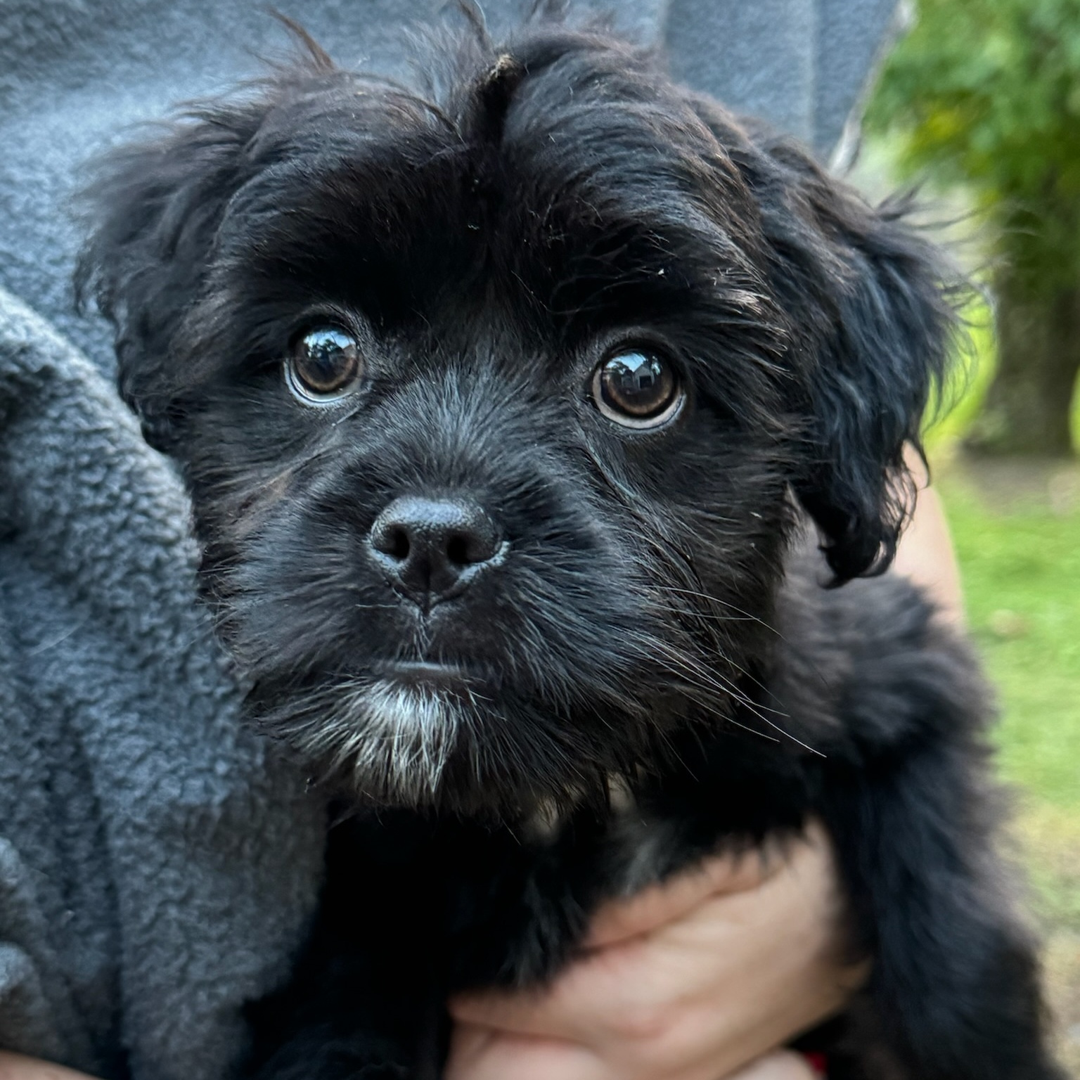 Enlarge Raven, a Adopted mixed breed in Alexandria , VA image 3/4