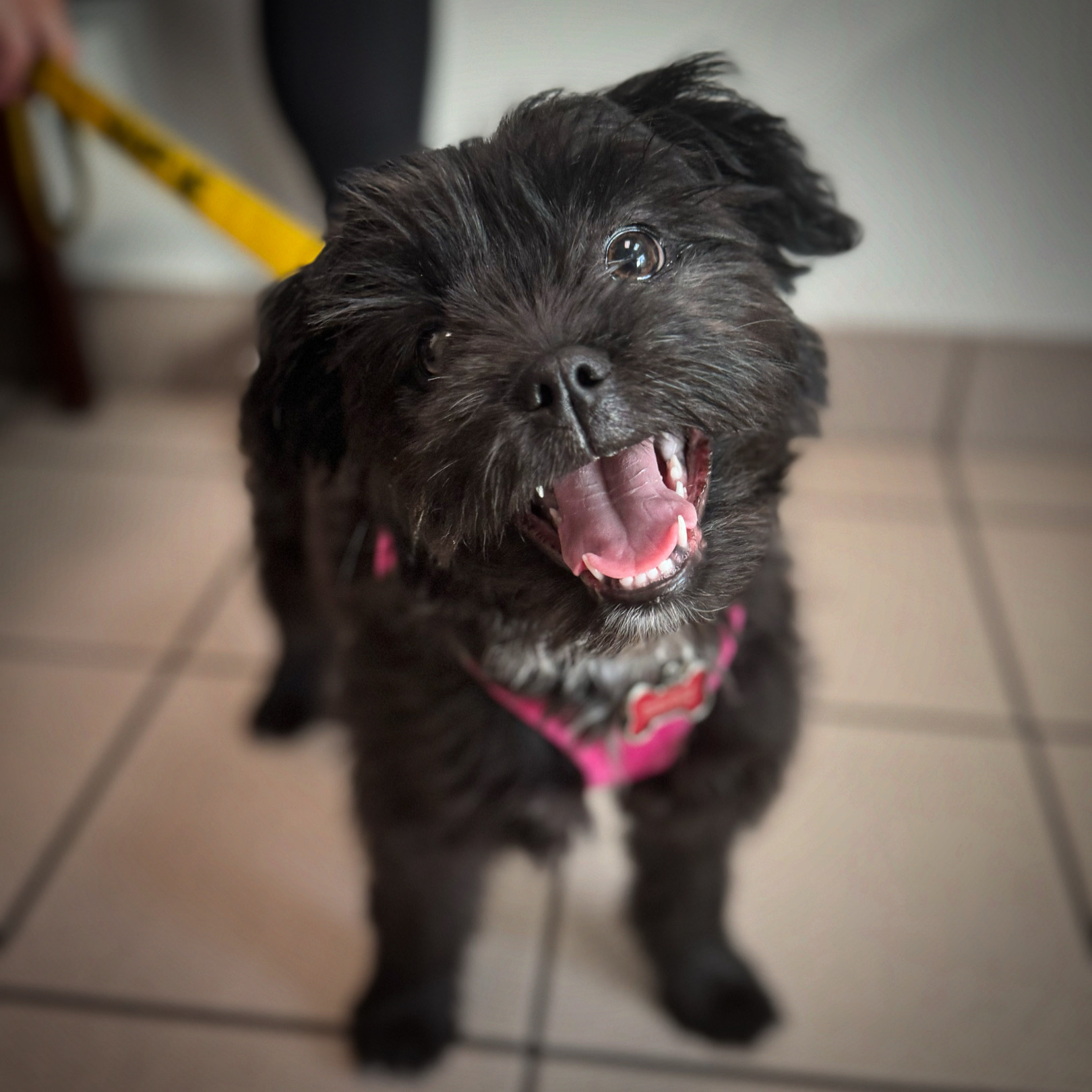 Enlarge Raven, a Adopted mixed breed in Alexandria , VA image 2/4