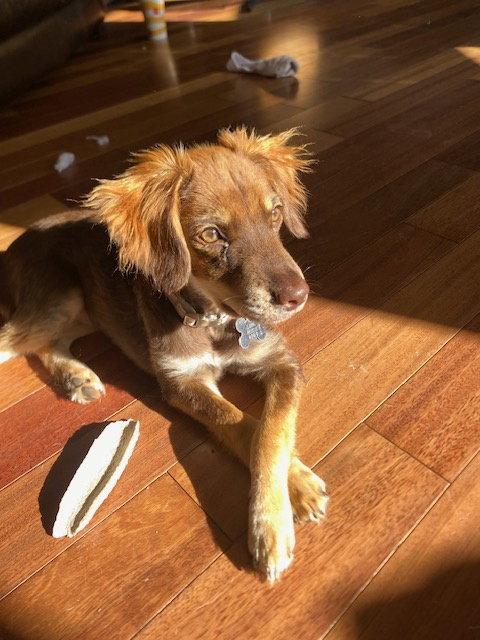 Arya 4262, Adopted, Puppy Female Spaniel & Chihuahua.