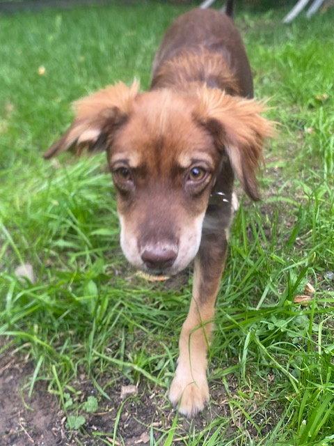 Arya 4262, a Adopted mixed breed in Pickering, ON image 2/3