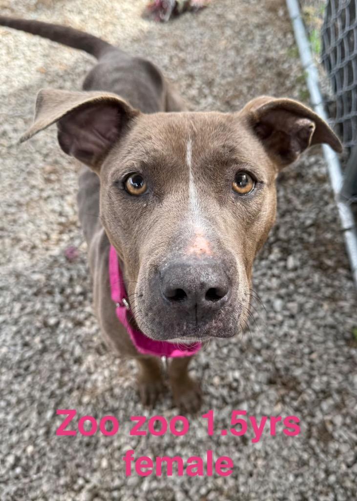 Zoo Zoo, Adoptable, Young Female American Staffordshire Terrier & American Bulldog.