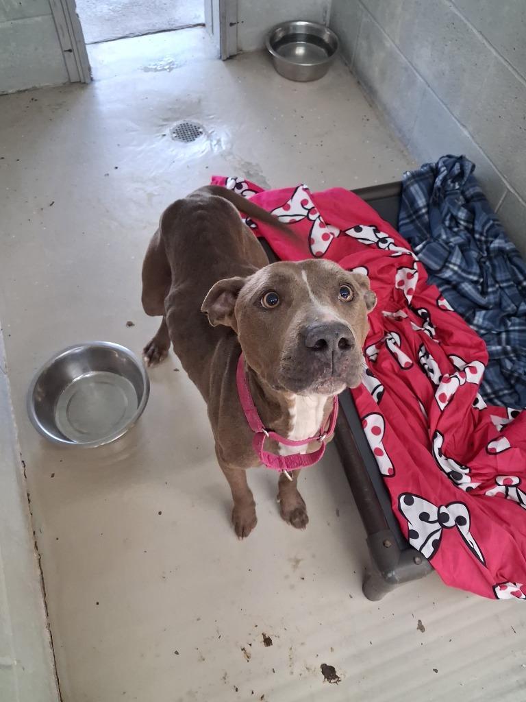 Zoo Zoo, Adoptable, Young Female American Staffordshire Terrier & American Bulldog.