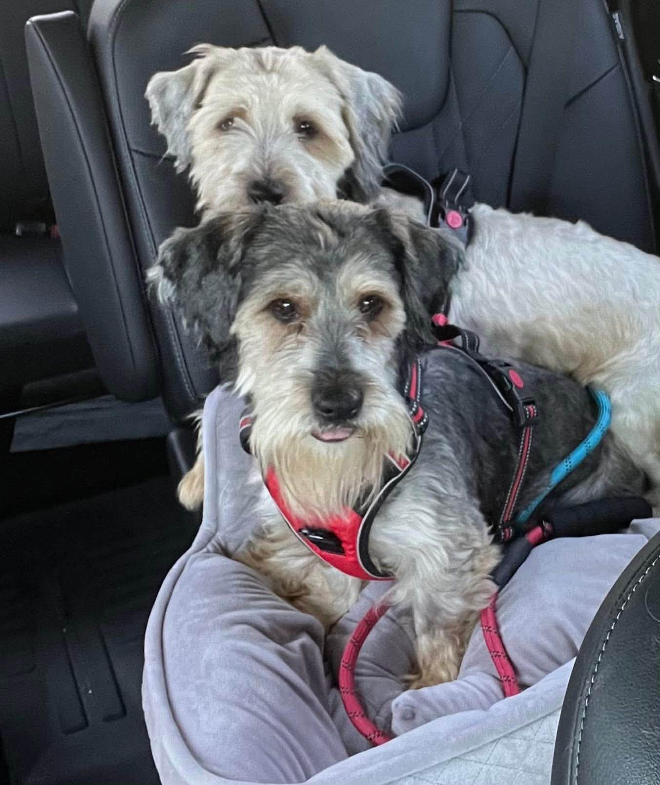 Penny, Mazi, and Max, Adoptable, Young Female Terrier.