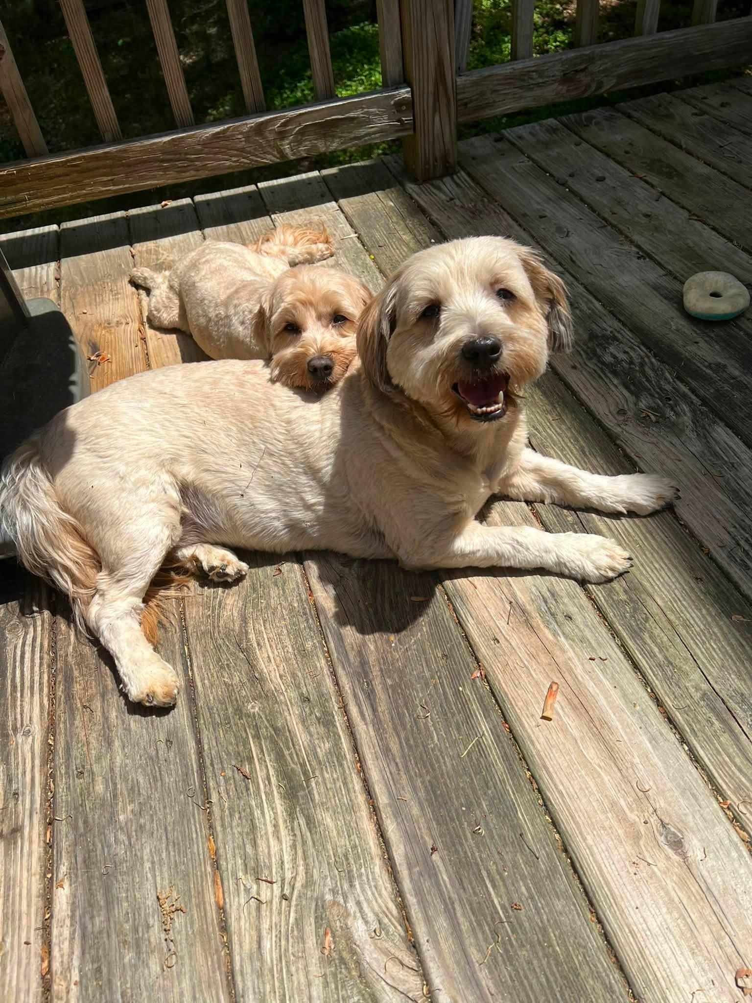 Enlarge Penny, Mazi, and Max, a Adoptable Terrier in Richmond, VA image 5/6