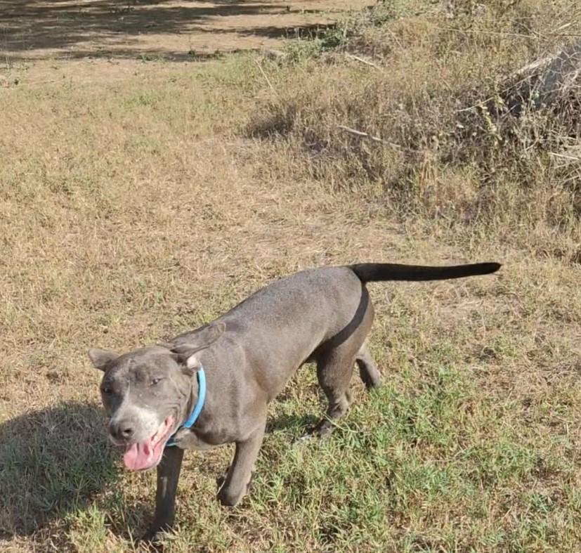 Enlarge Tara, a ADOPTABLE mixed breed in Vancouver, BC image 5/6