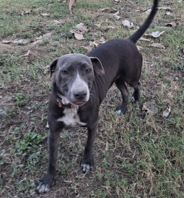 Tara, ADOPTABLE, Young Female Mixed Breed.