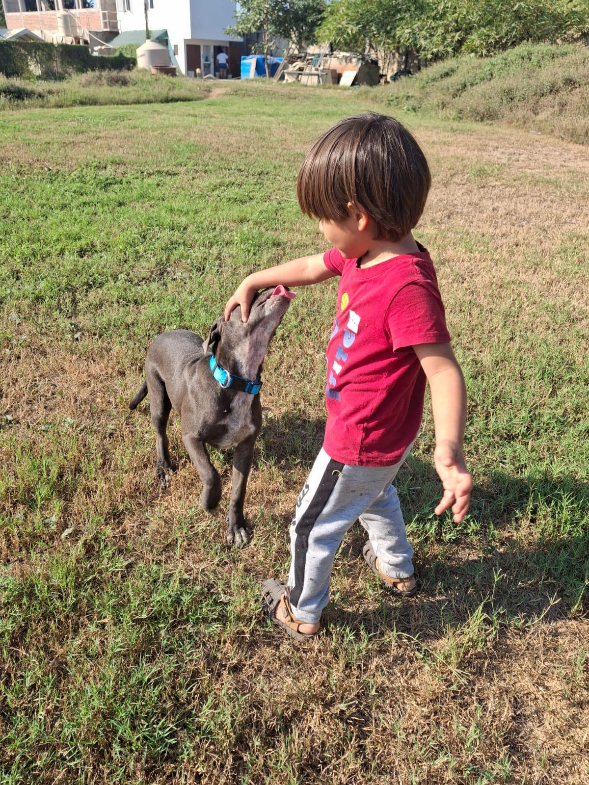 Enlarge Tara, a ADOPTABLE mixed breed in Vancouver, BC image 3/6