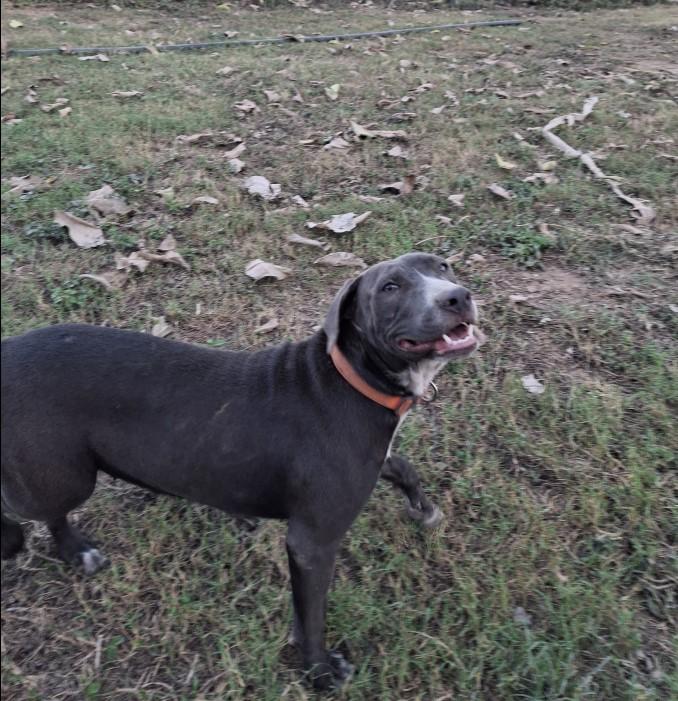 Enlarge Tara, a ADOPTABLE mixed breed in Vancouver, BC image 6/6