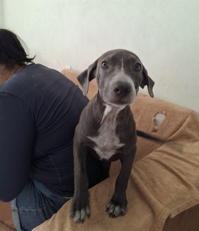 Enlarge Tara, a ADOPTABLE mixed breed in Vancouver, BC image 2/6