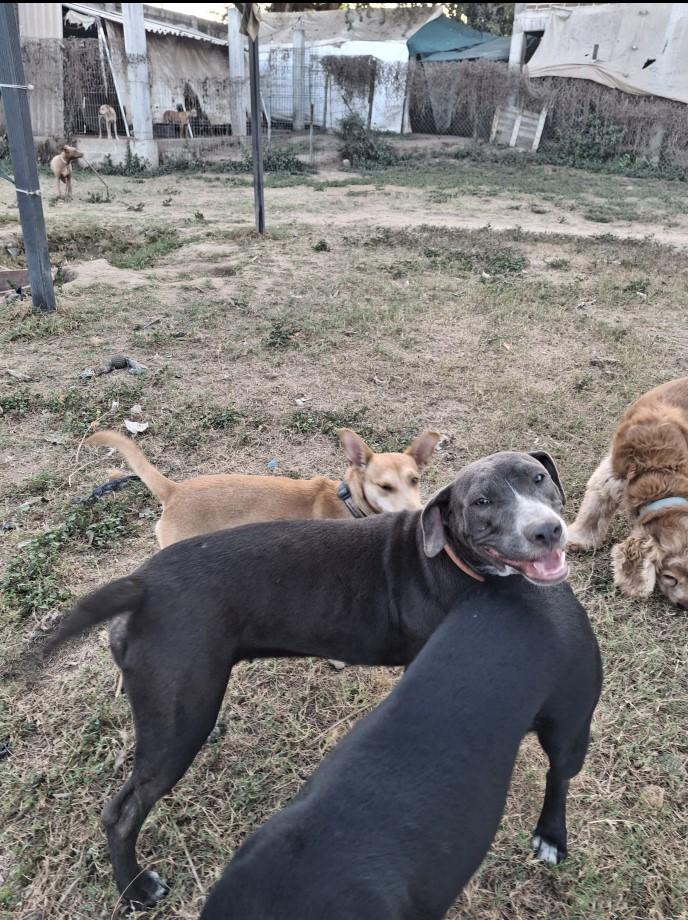 Enlarge Tara, a ADOPTABLE mixed breed in Vancouver, BC image 4/6