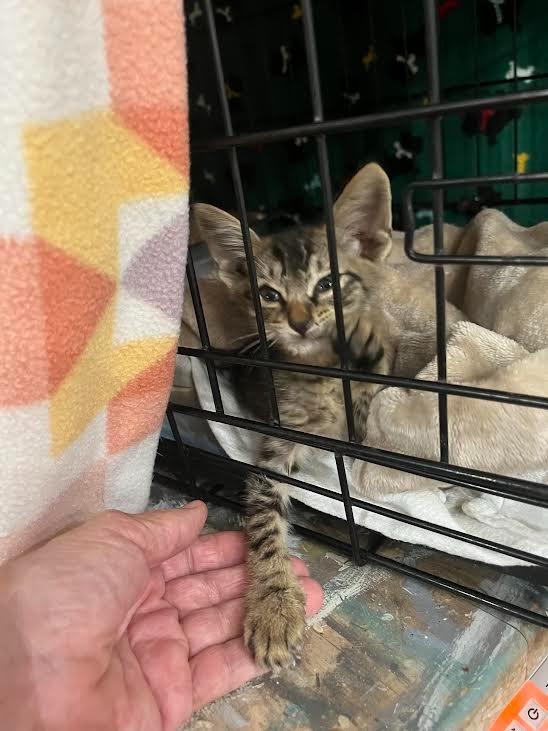 Buster, Adoptable, Kitten Male Tabby.